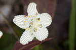 Kidneyleaf grass of Parnassus